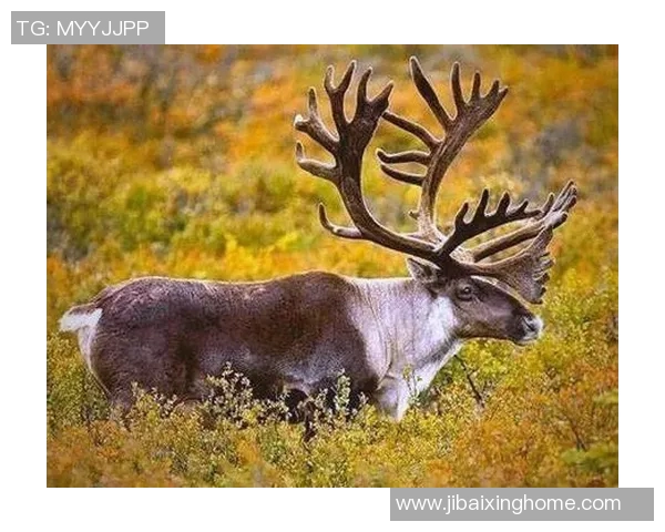 雄鹿栖息地保护与生态平衡研究探索：守护森林之王的未来